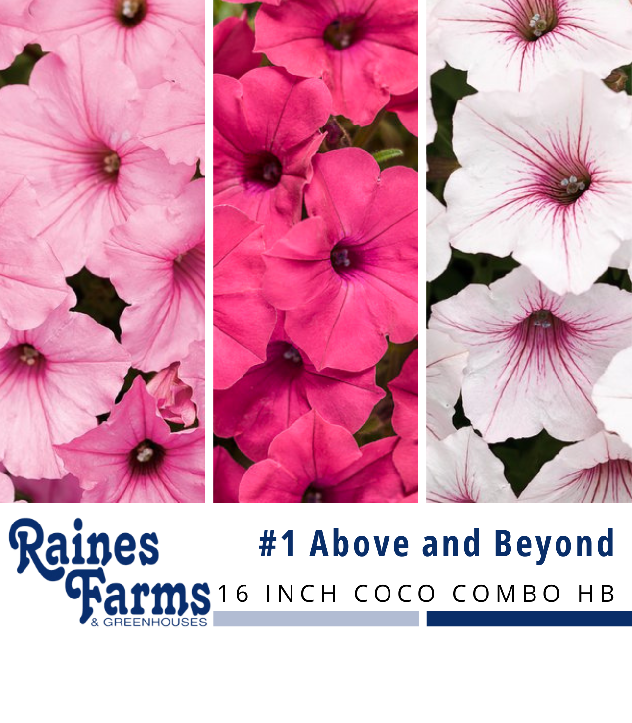 #1: Above and Beyond 16 Inch Coco Combo Hanging Basket