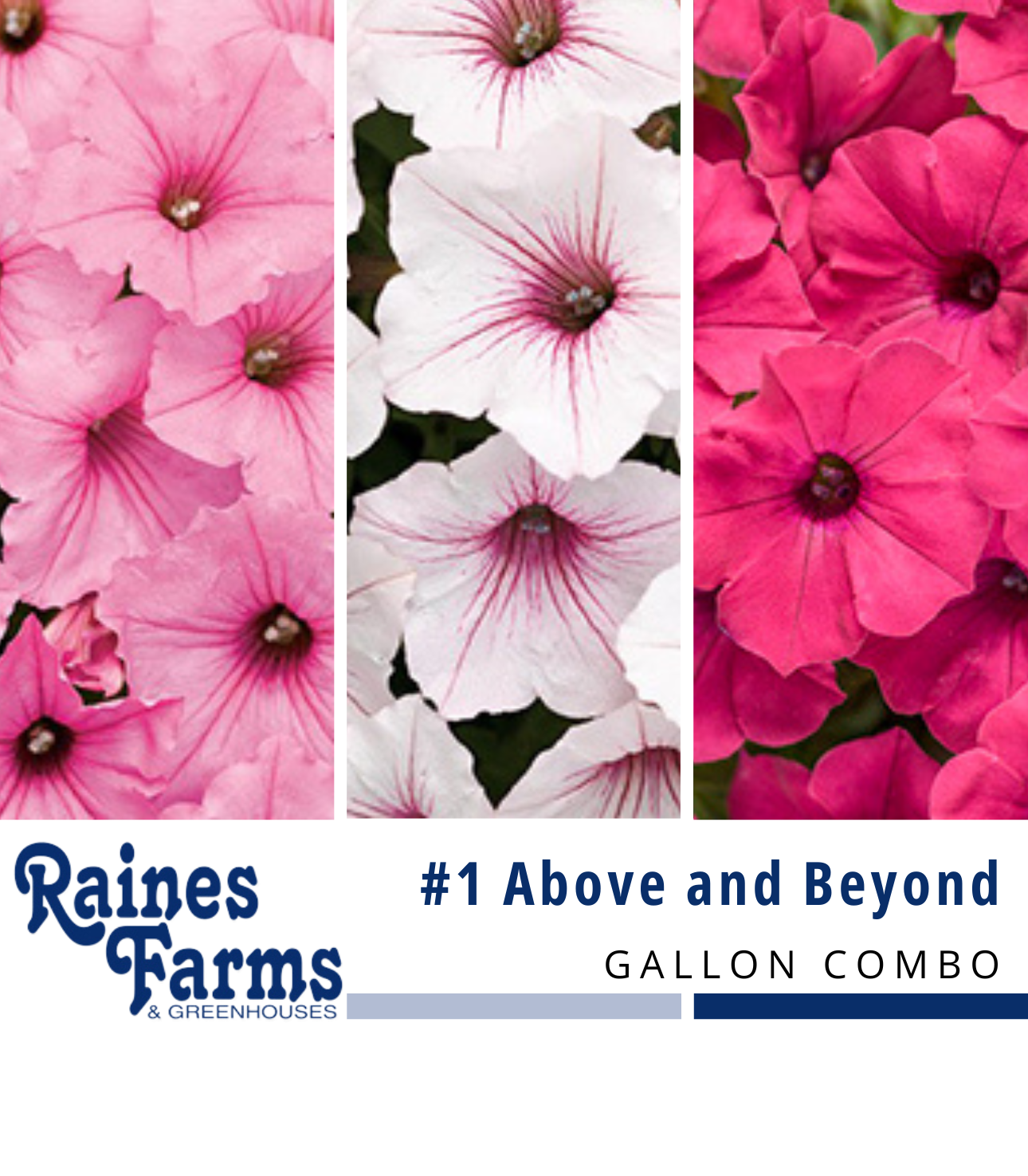 #1: Above and Beyond Gallon Combo Pot