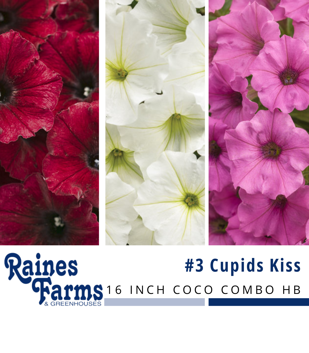 #3: Cupids Kiss 16 Inch Coco Combo Hanging Basket