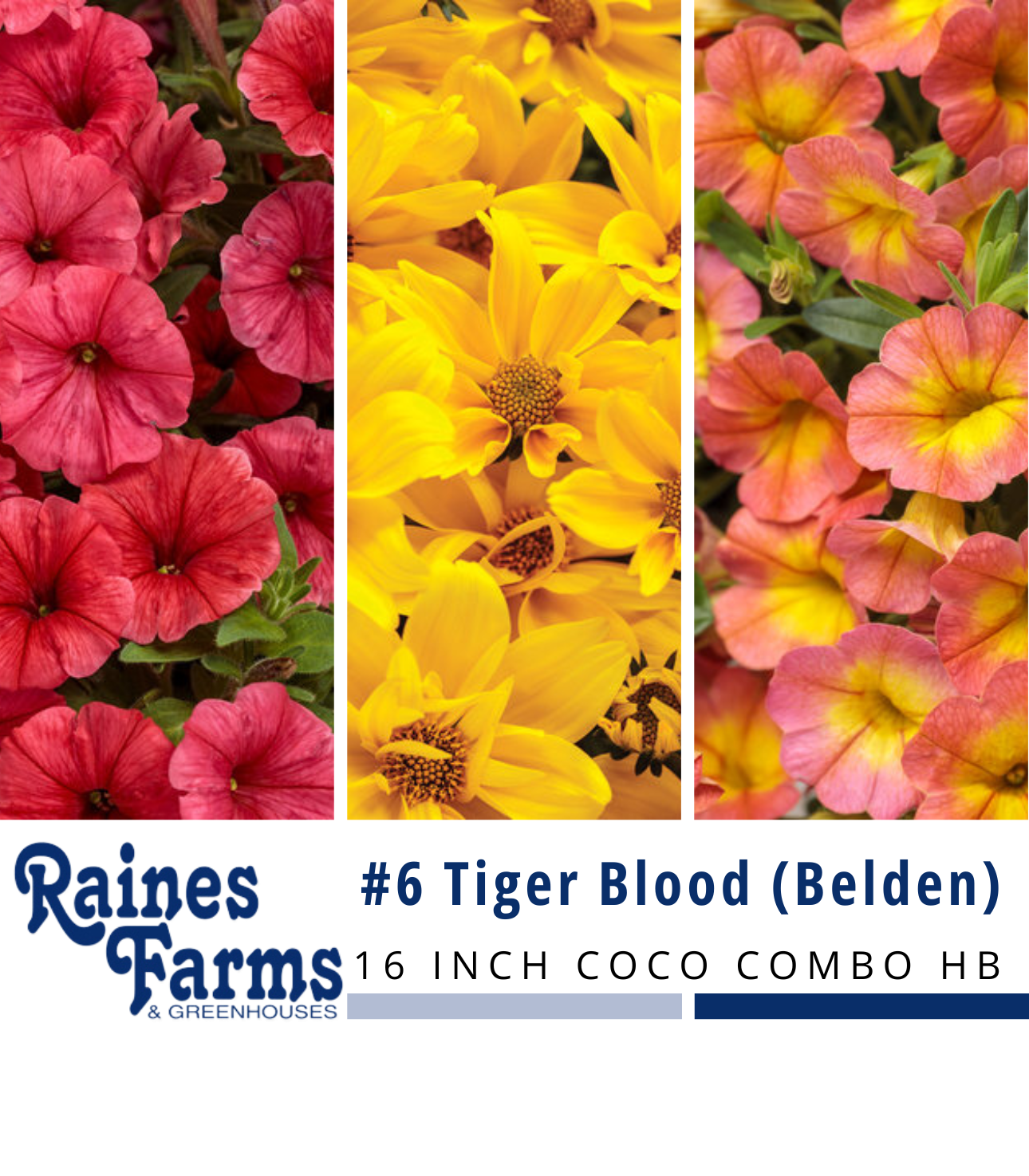 #6B: Tiger Blood (Belden) 16 Inch Coco Combo Hanging Basket 